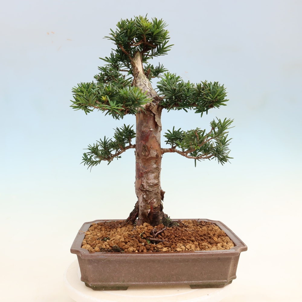 Bonsai für draußen - Taxus cuspidata - Japanische Eibe