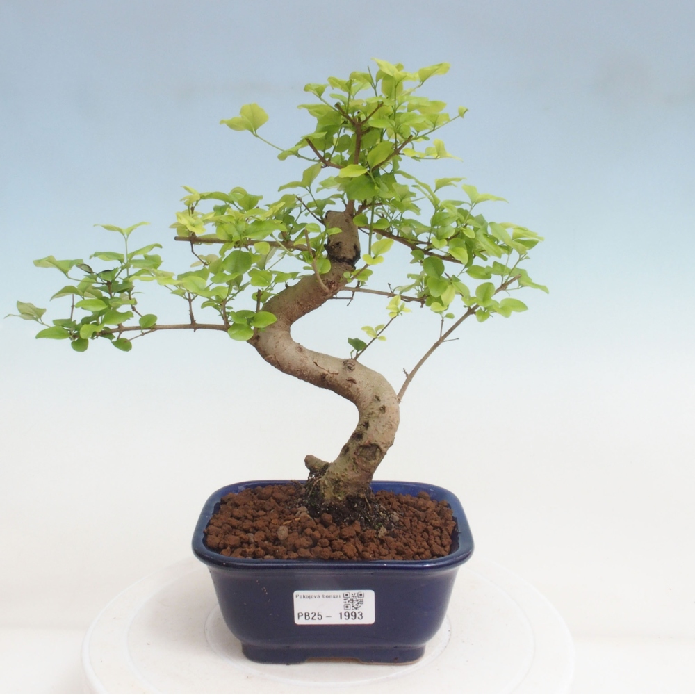 Indoor Bonsai -Ligustrum chinensis - Vogelschnabel
