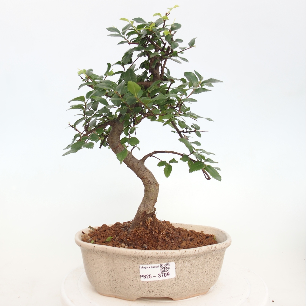 Zimmerbonsai - Ulmus parvifolia - Kleinblättrige Ulme