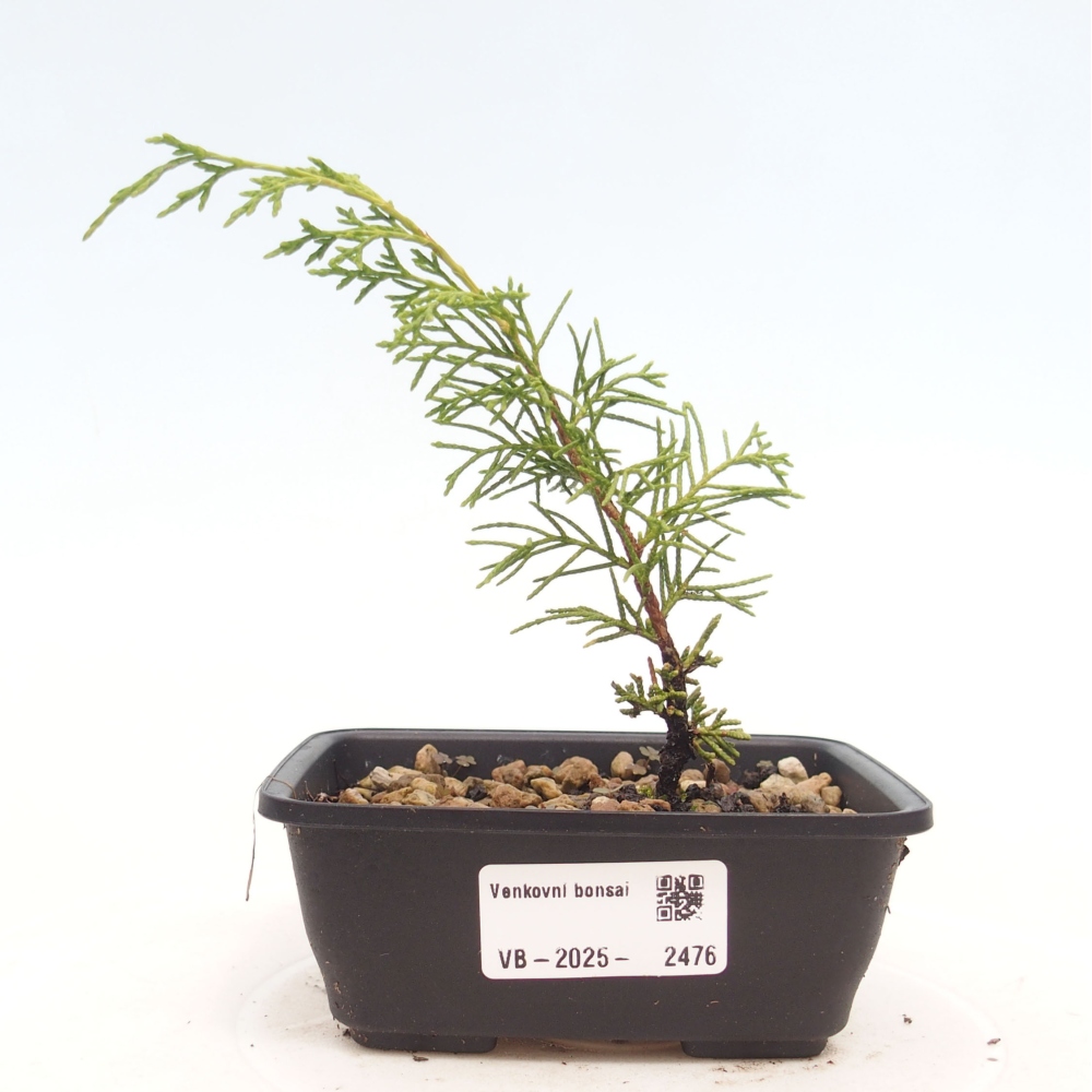 Outdoor bonsai - Juniperus chinensis Itoigawa - Chinese juniper