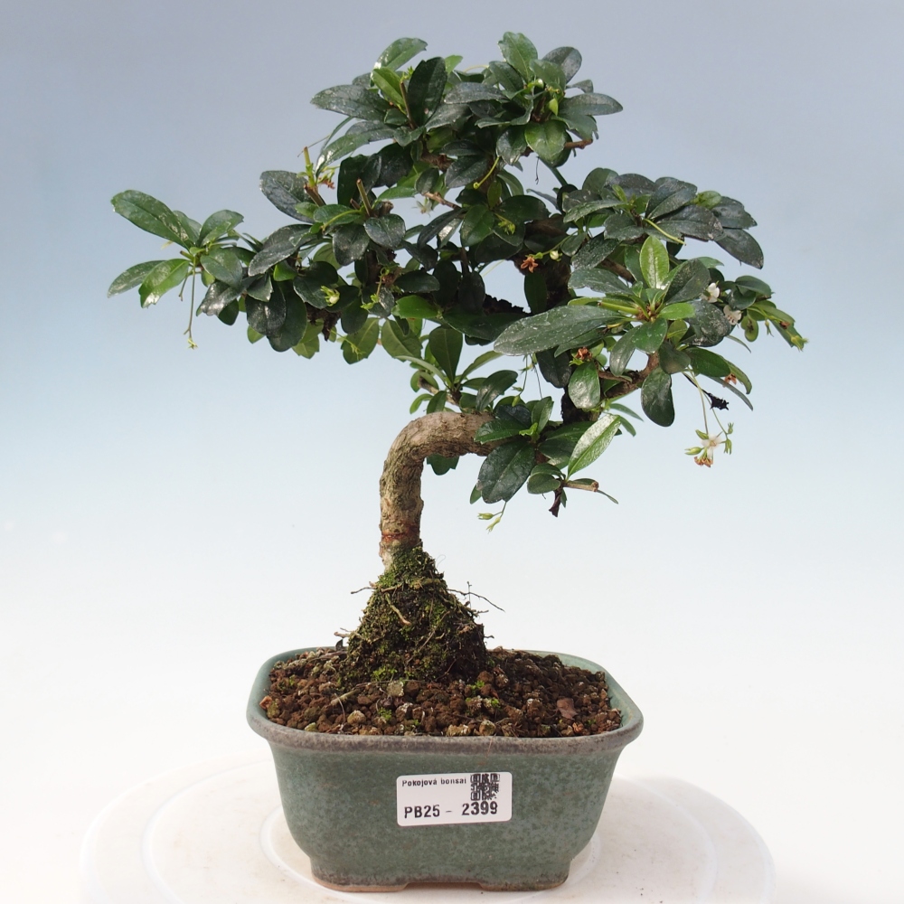 Zimmerbonsai - Carmona Macrophylla - Fuki-Tee