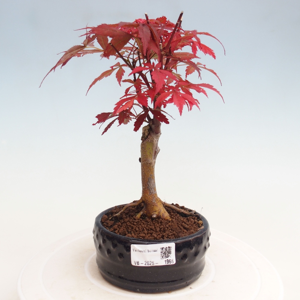 Bonsai im Freien - Acer-Palme. Atropurpureum-Palmenblatt-Ahorn