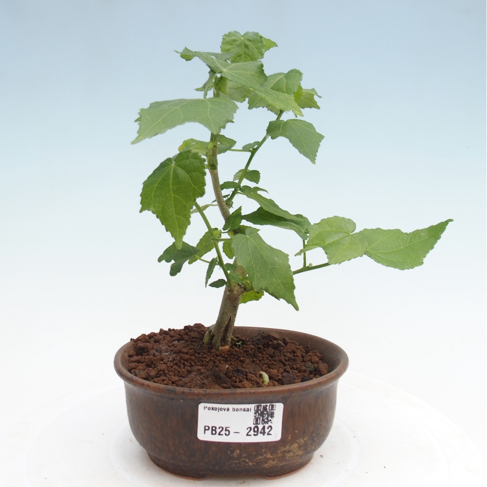 Zimmerbonsai - Malvaviscus arboreus - holziger Hibiskus