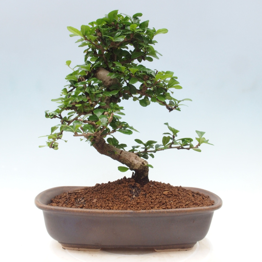 Zimmer Bonsai - Carmona macrophylla - Tea Fuki