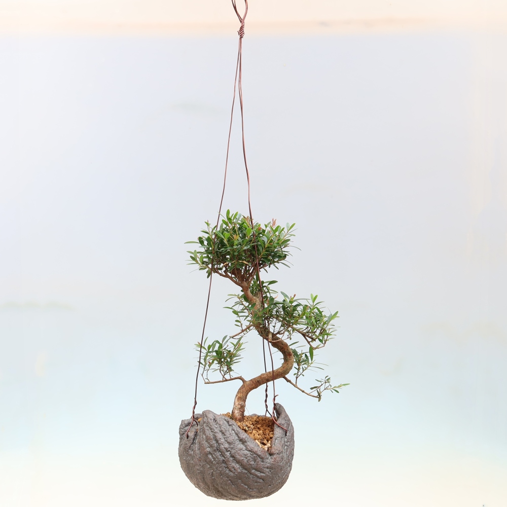 Kokedama in Keramik -Syzygium - Pimentbaum