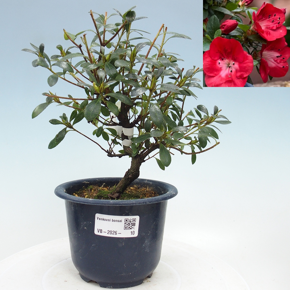 Bonsai für draußen - Japanische Azalee - Azalea Benibeni