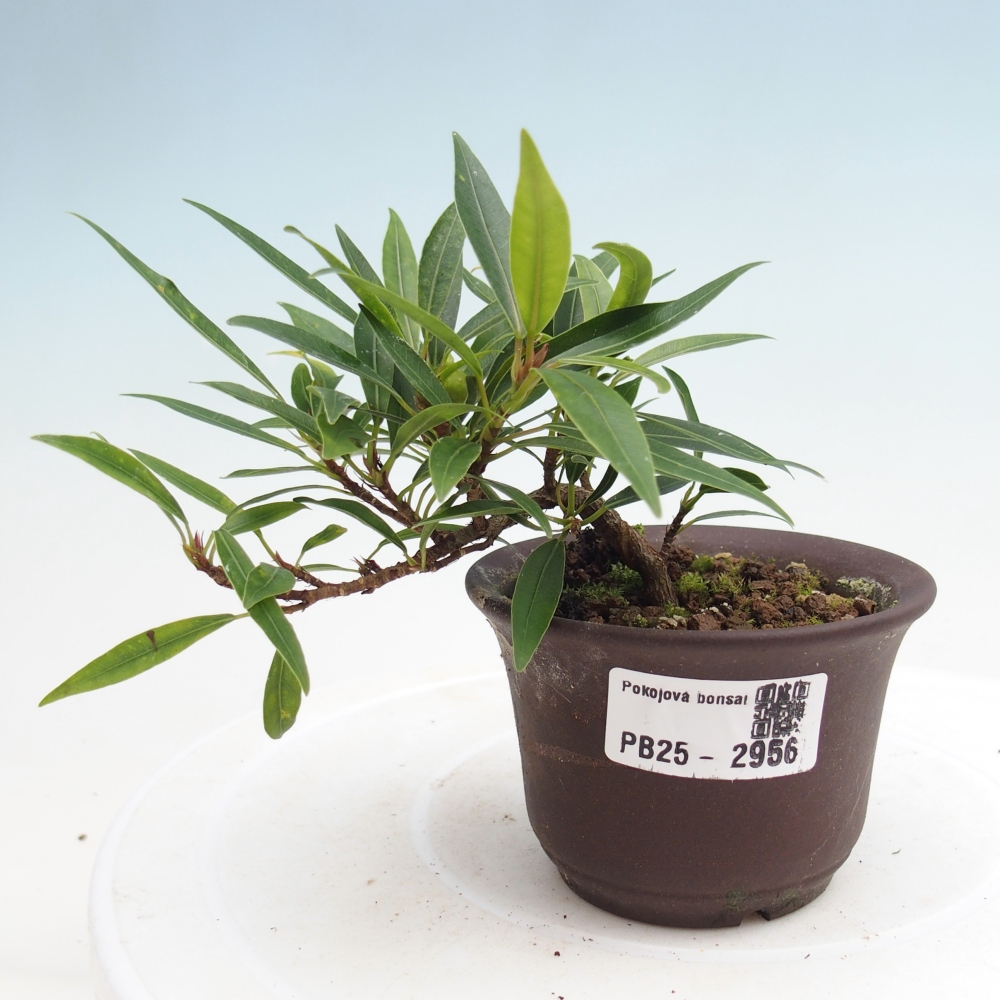 Zimmerbonsai - Ficus nerifolia - kleinblättriger Ficus
