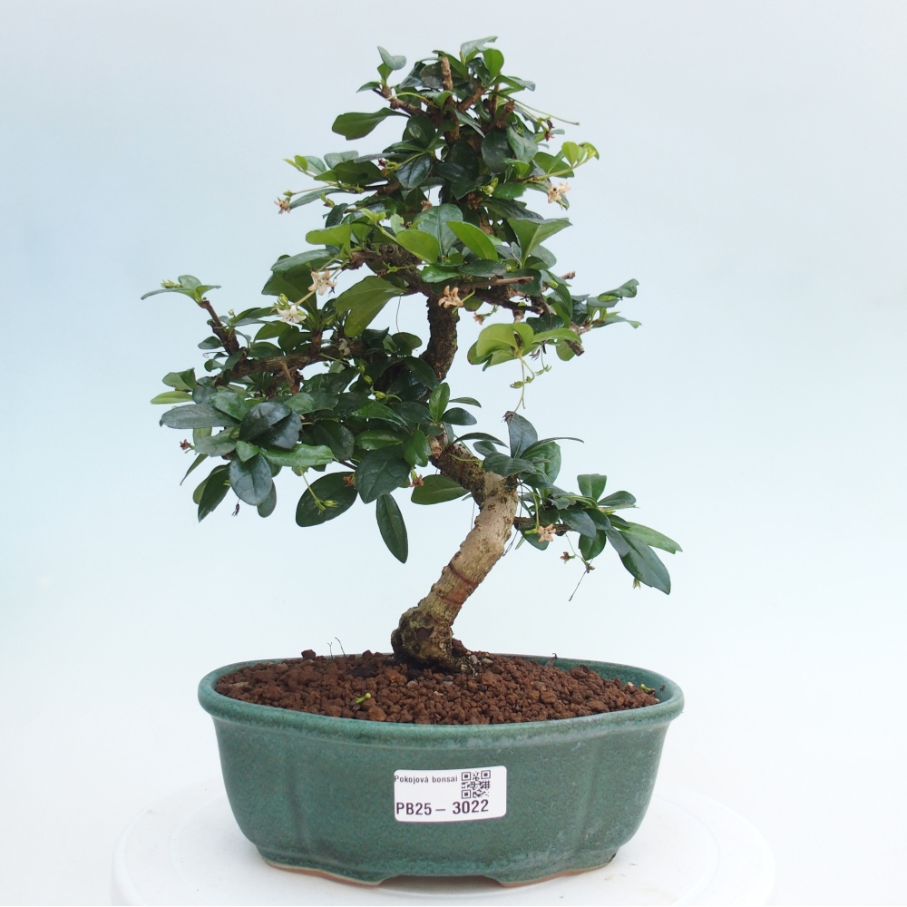 Zimmer Bonsai - Carmona macrophylla - Tea Fuki