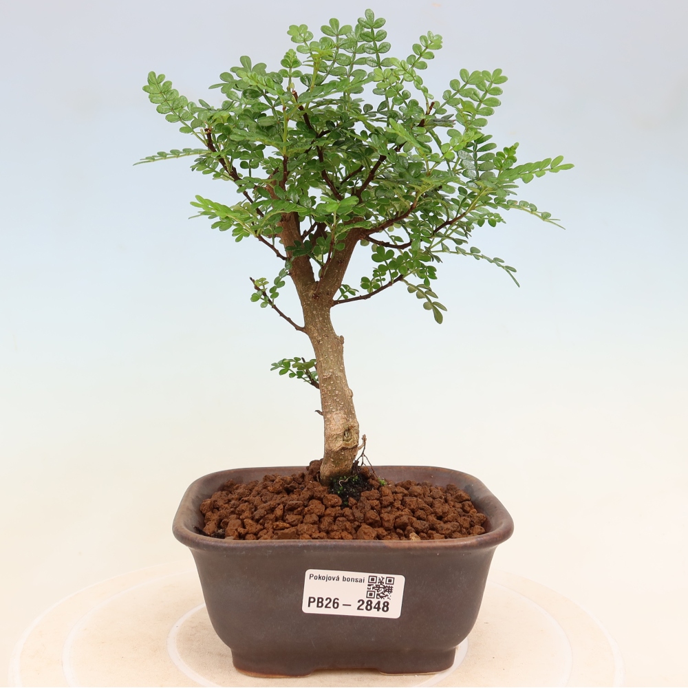 Zimmer Bonsai - Zantoxylum piperitum - Pfefferbaum