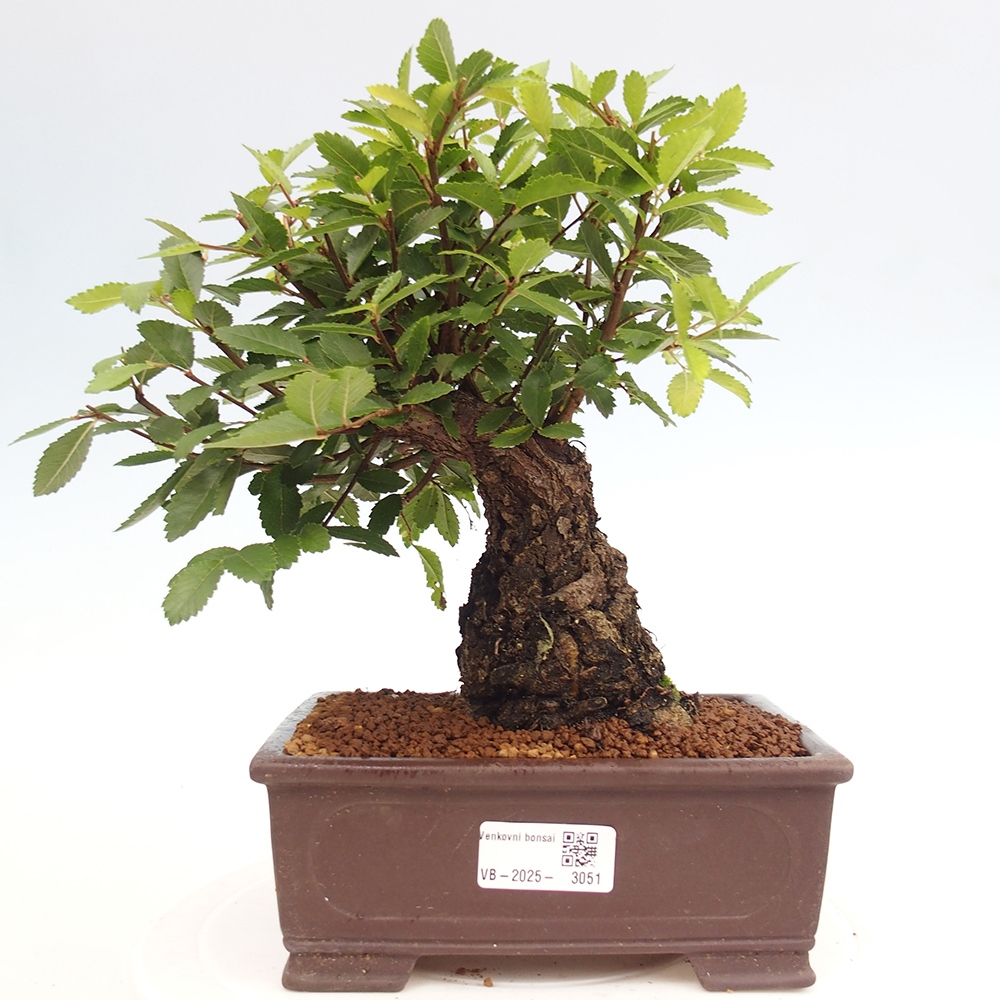 Bonsai im Freien - Zelkova - Zelkova serrata