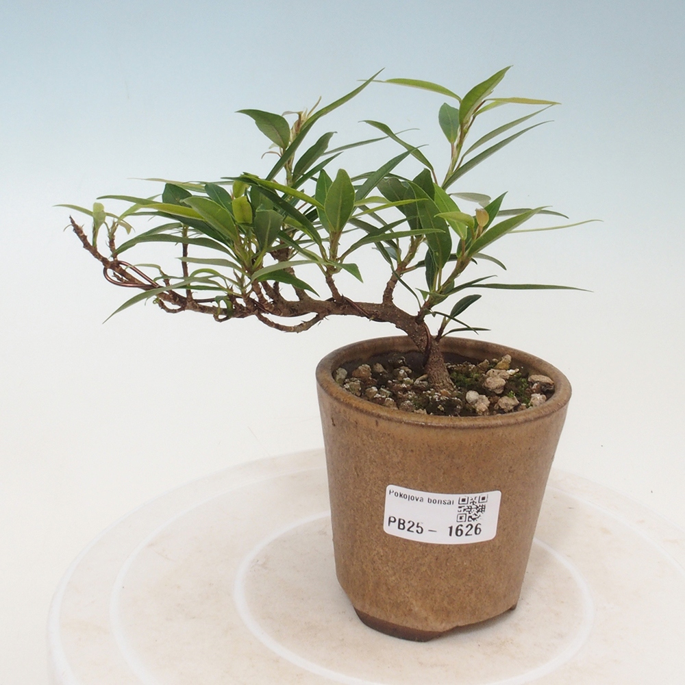 Zimmerbonsai - Ficus nerifolia - kleinblättriger Ficus
