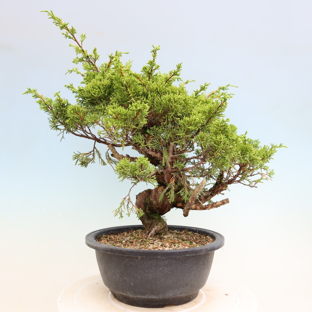Bonsai für draußen - Juniperus chinensis Itoigawa-Juniperus chinensis