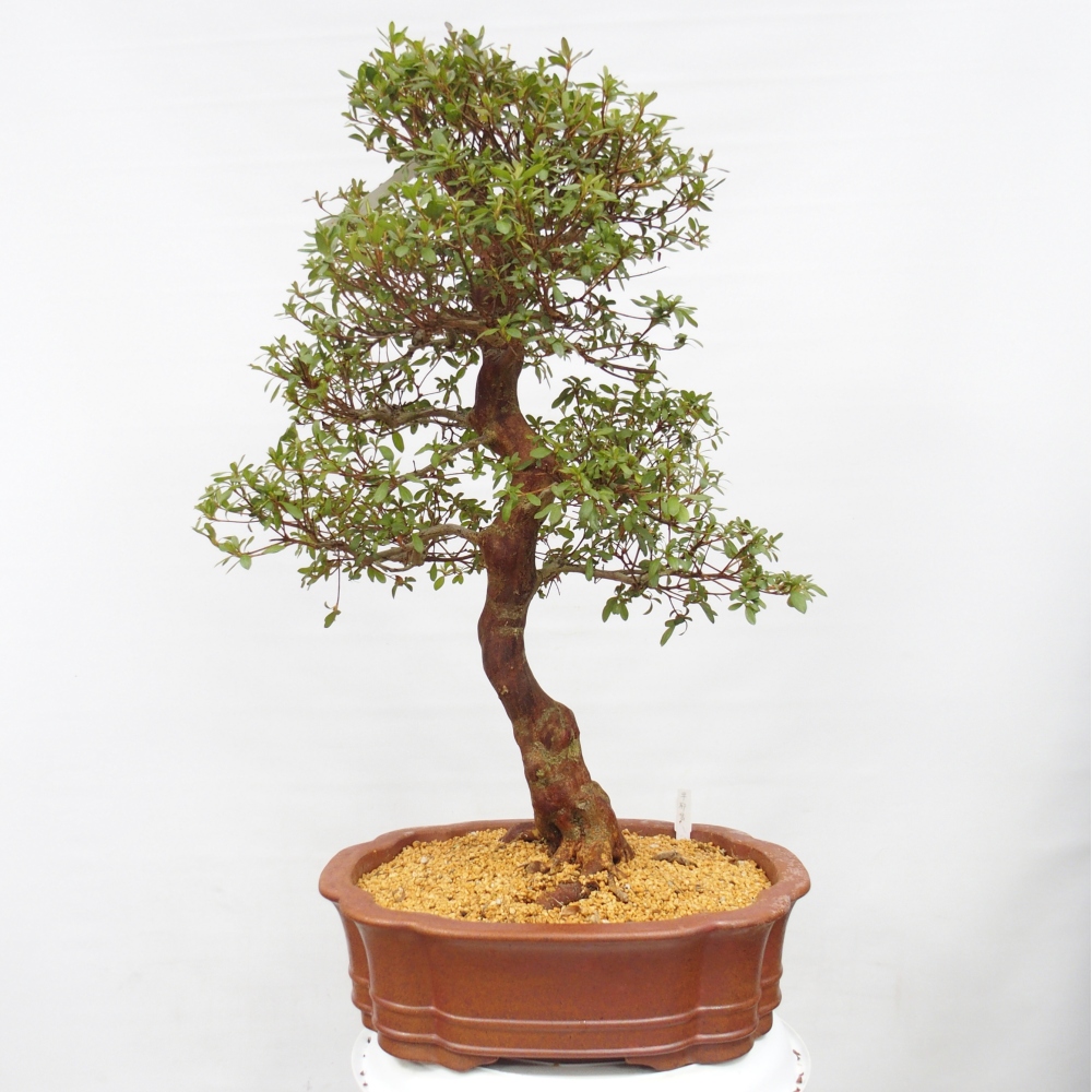 Bonsai für draußen - Japanische Azalee - Azalee Sayaka