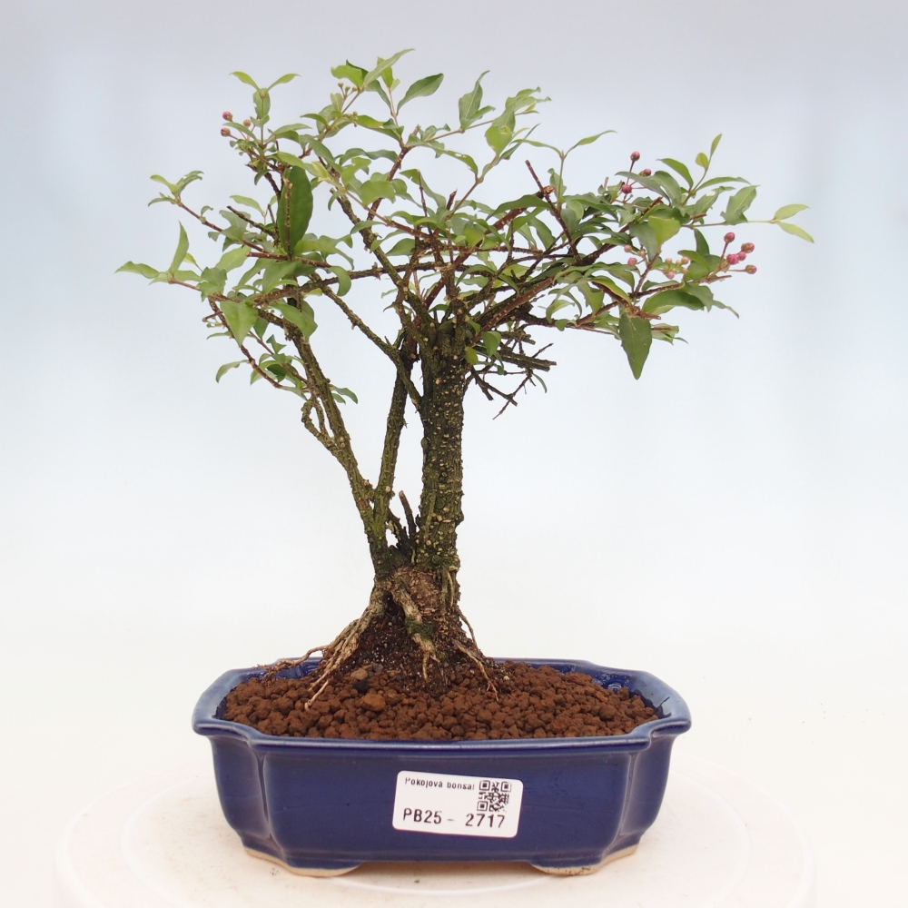Zimmerbonsai - Malpighia coccigera - Barbdor-Kirsche