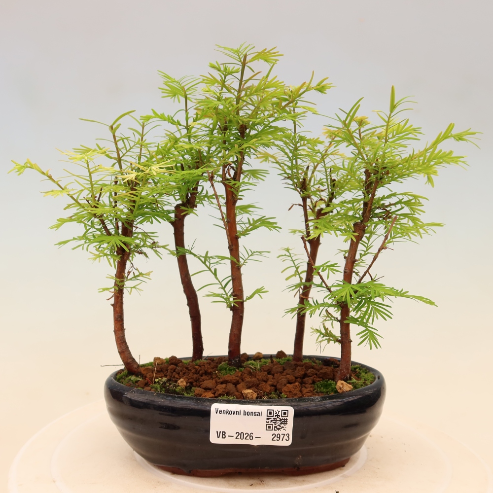 Bonsai für den Außenbereich – Metasequoia glyptostroboides – Chinesische Metasequoia – Wäldchen