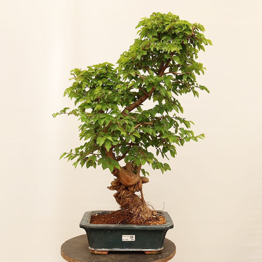 Bonsai im Freien - Carpinus Coreana - Koreanische Hainbuche