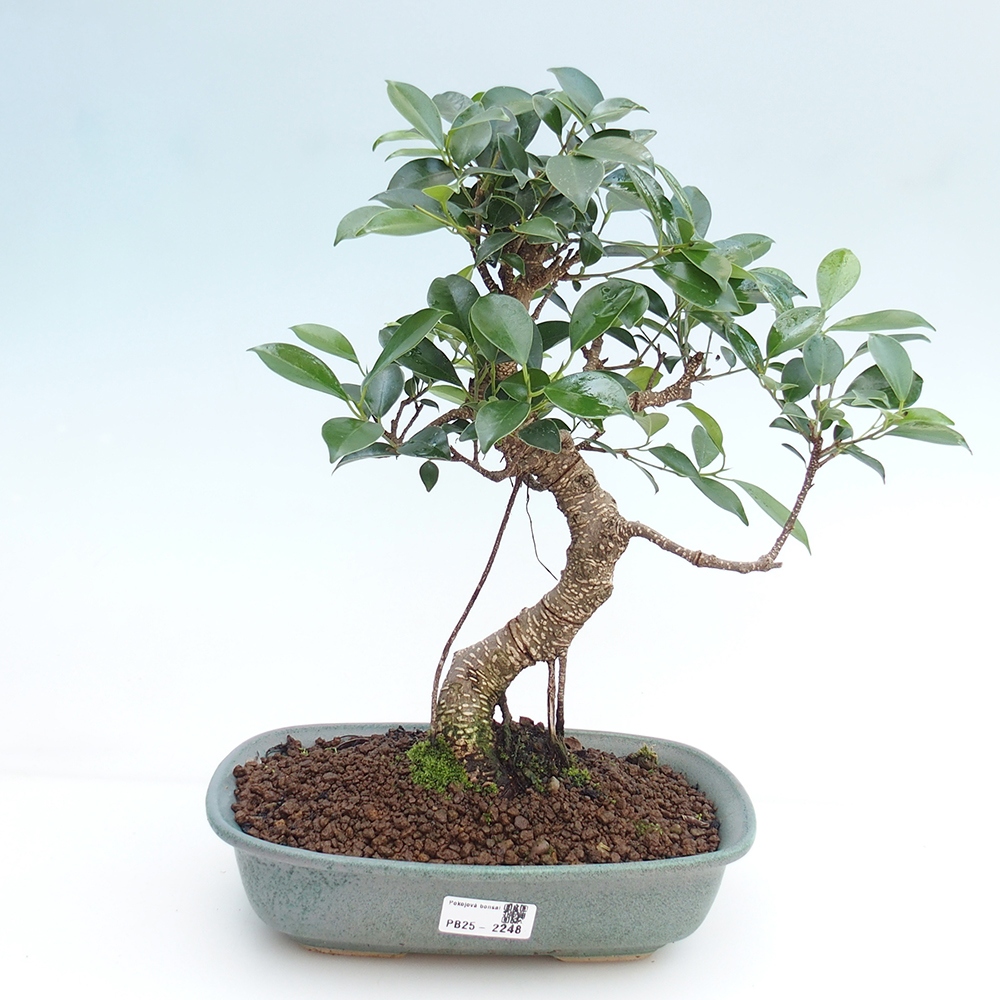 Indoor-Bonsai - Ficus kimmen - kleinblättriger Ficus