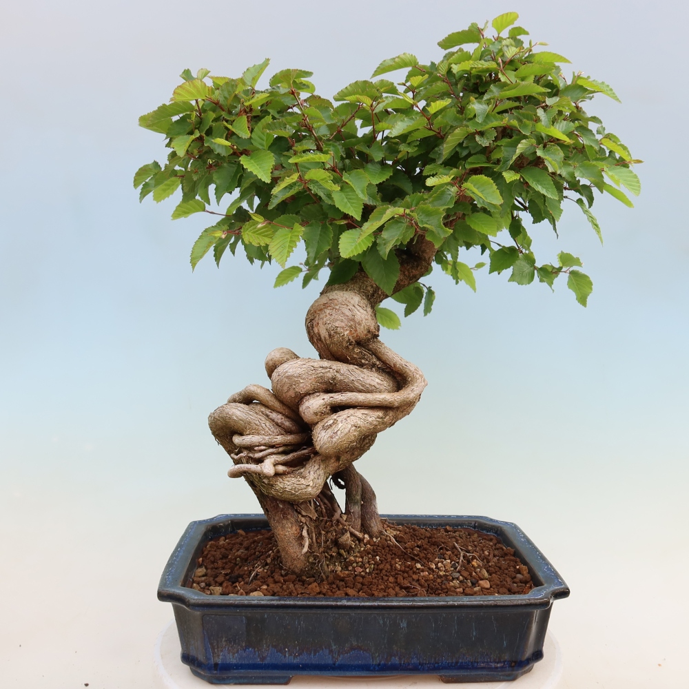 Bonsai für draußen - Karpinus Coreana - Koreanische Hainbuche