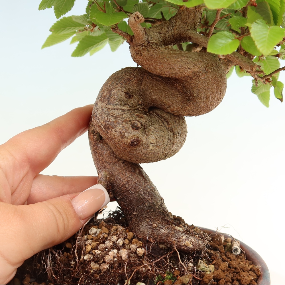 Bonsai für draußen - Karpinus Coreana - Koreanische Hainbuche