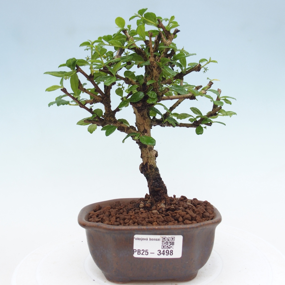 Zimmer-Bonsai - Carmona macrophylla - Tee-Fuki
