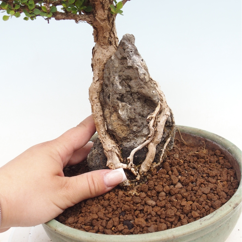 Bonsai für draußen - Berberis coreana