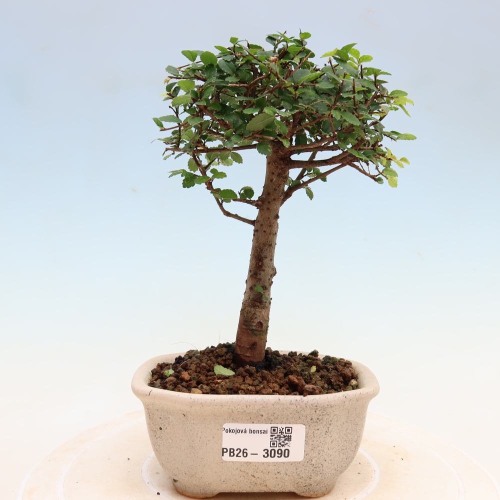 Zimmerbonsai - Ulmus parvifolia - Kleinblättrige Ulme