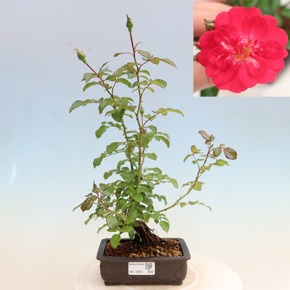 Bonsai für draußen - Rosa Kordes - Rose