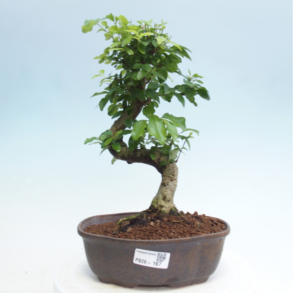Zimmerbonsai -Ligustrum retusa - Kleinblättriger Vogelschnabel