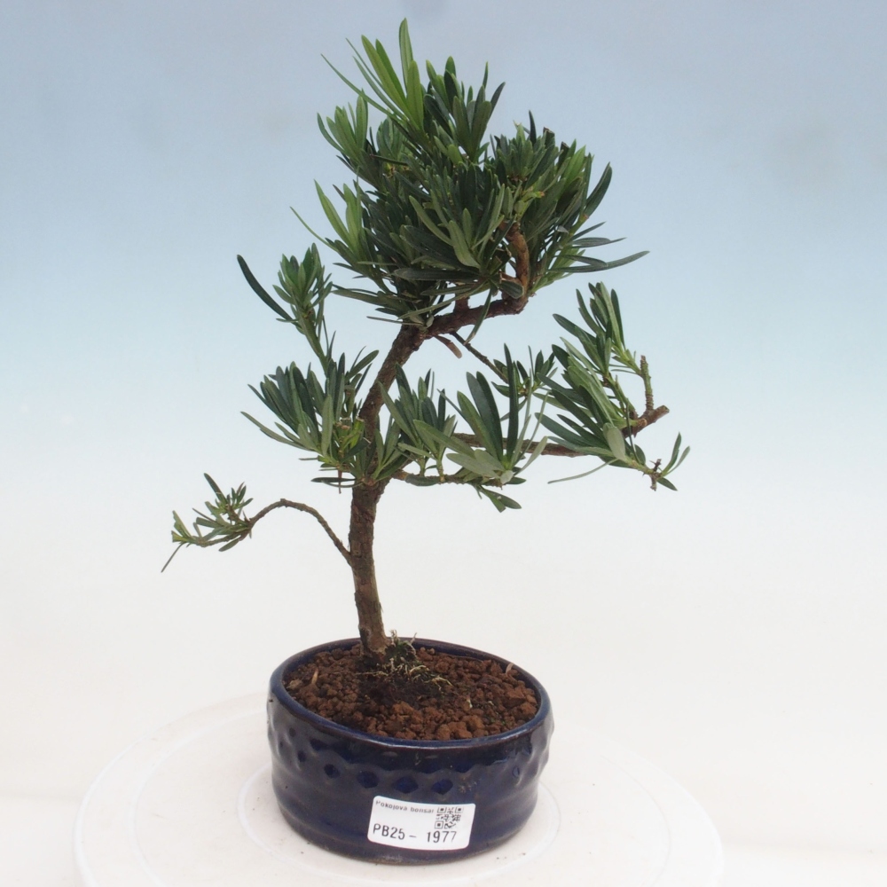 Indoor-Bonsai - Podocarpus - Stein tausend