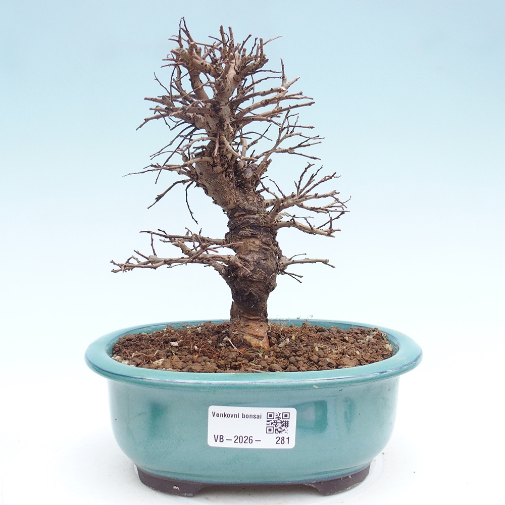 Bonsai für draußen - Zelkova - Zelkova NIRE