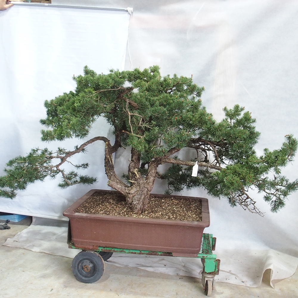 Yamadori - Pinus sylvestris 