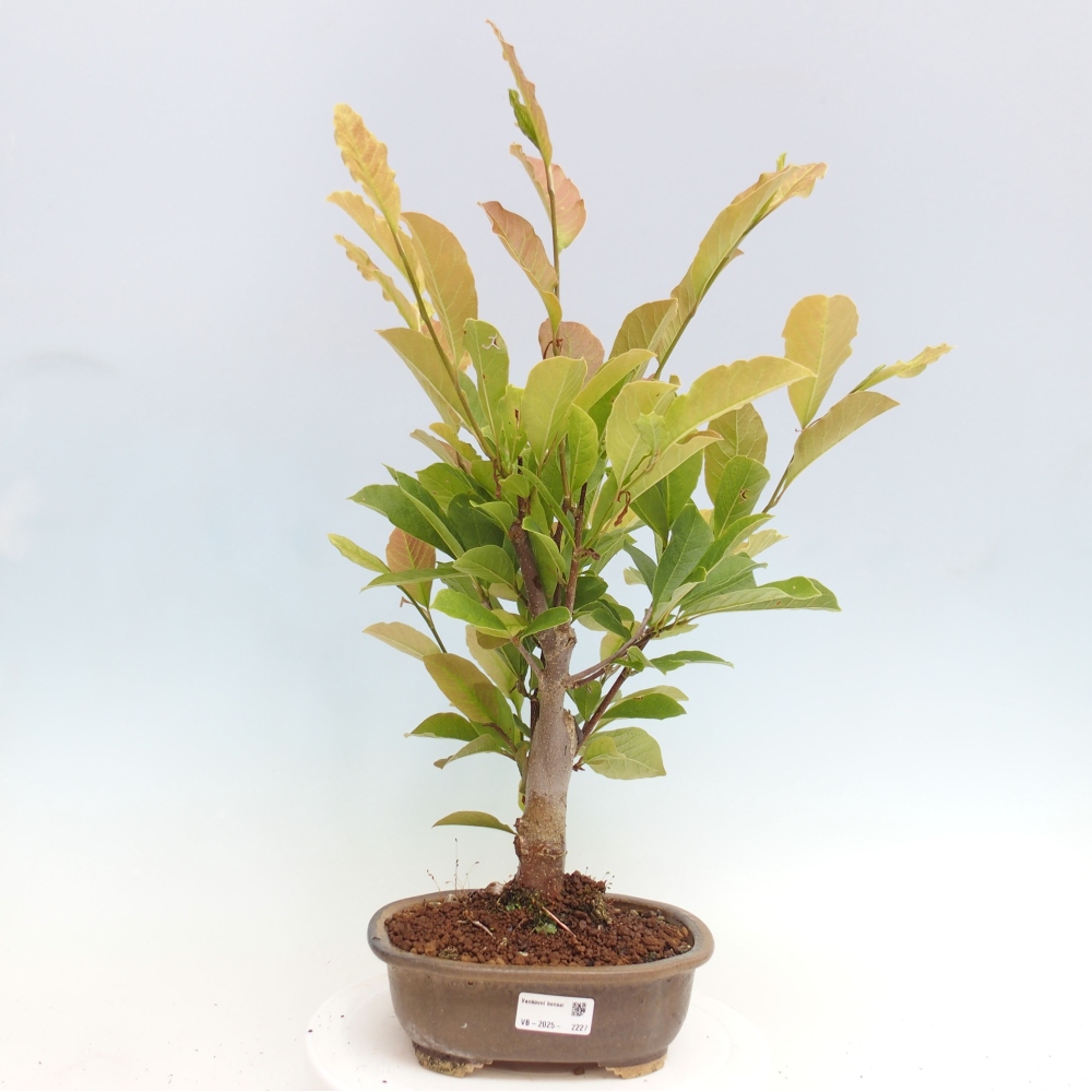 Outdoor-Bonsai - Magnolie loebneri merrill - Magnolie