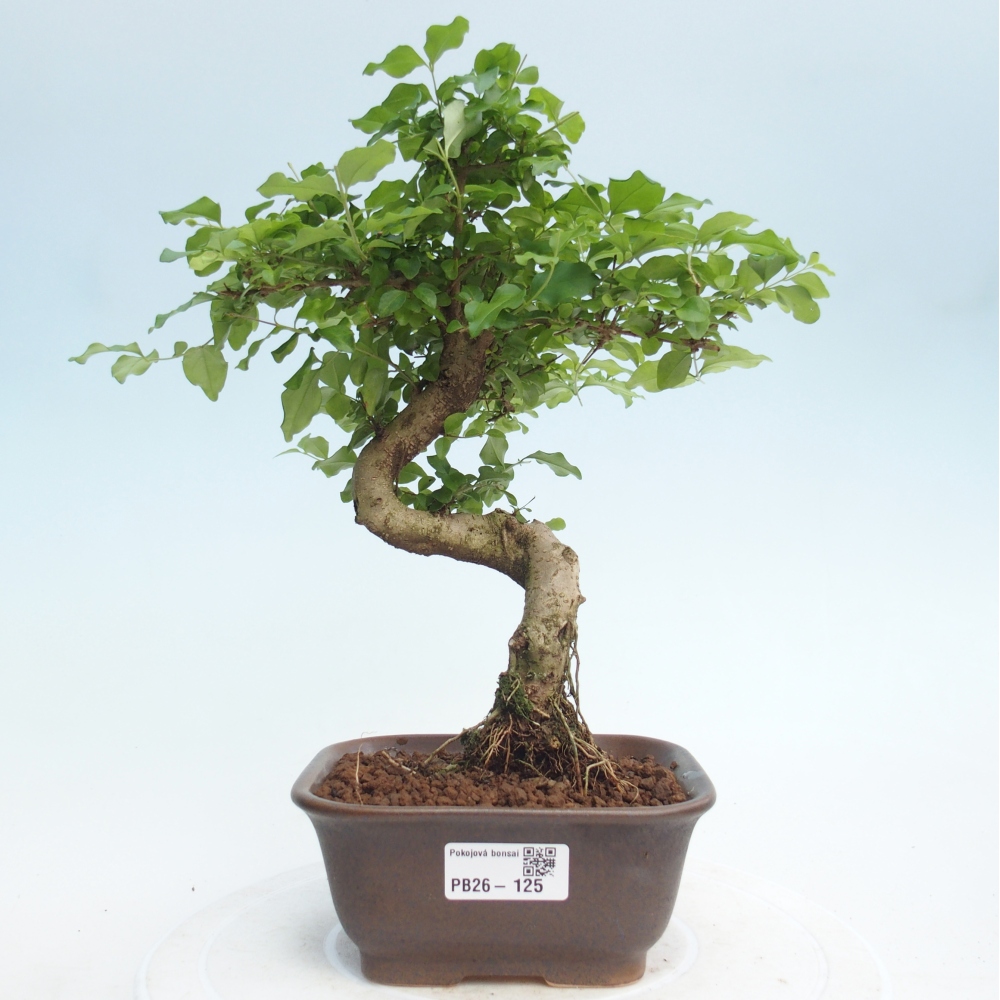 Zimmer Bonsai -Ligustrum chinensis - Vogelschnabel