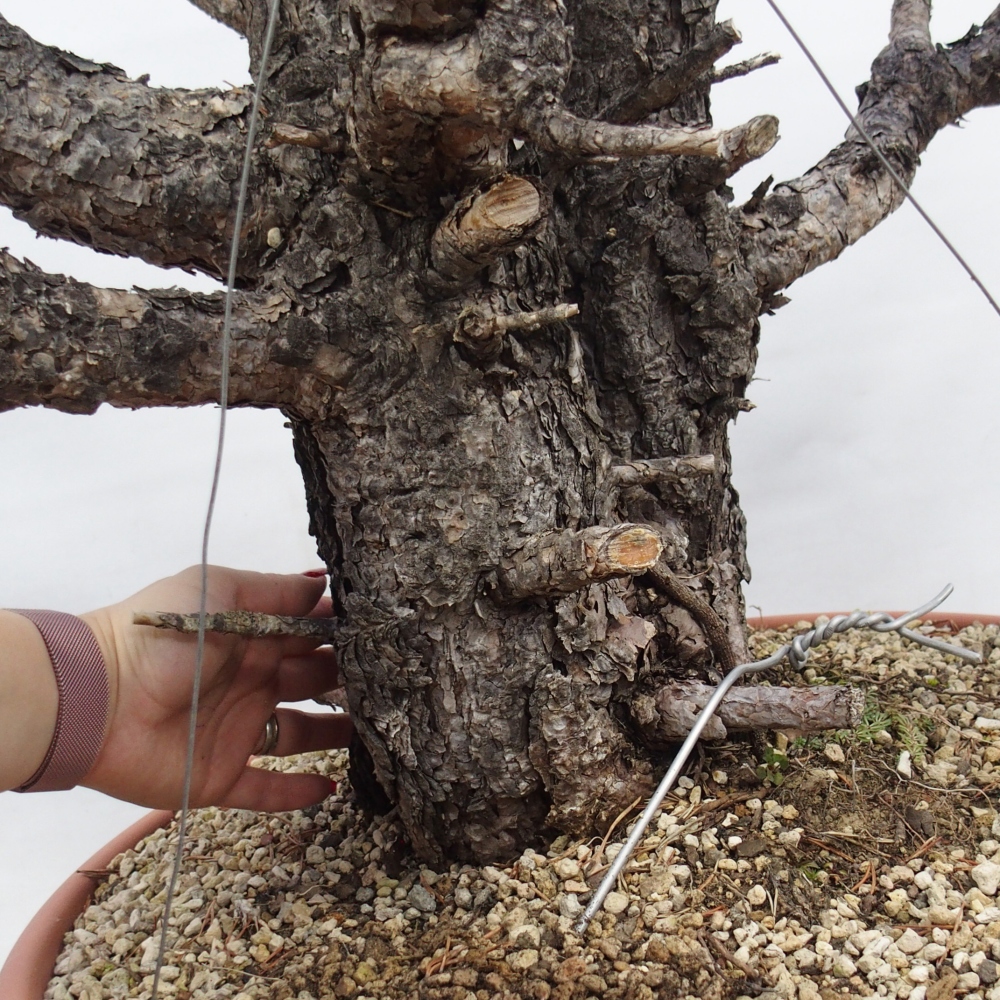 Yamadori - Pinus sylvestris Spanien