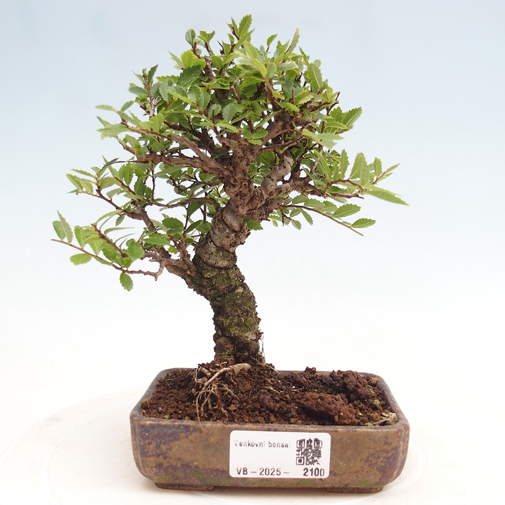 Bonsai im Freien - Zelkova - Zelkova NIRE