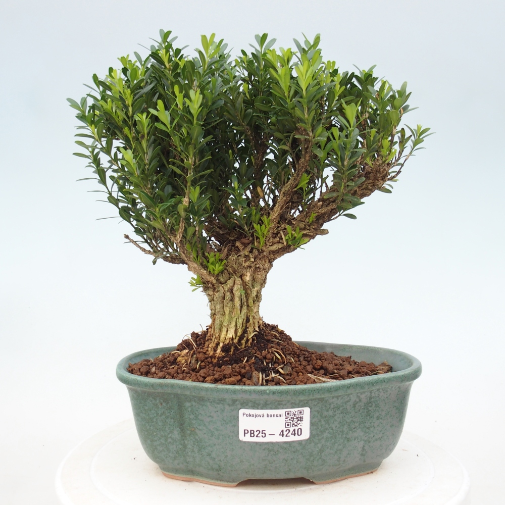 Zimmer Bonsai - Buxus harlandii - Korkbuxus