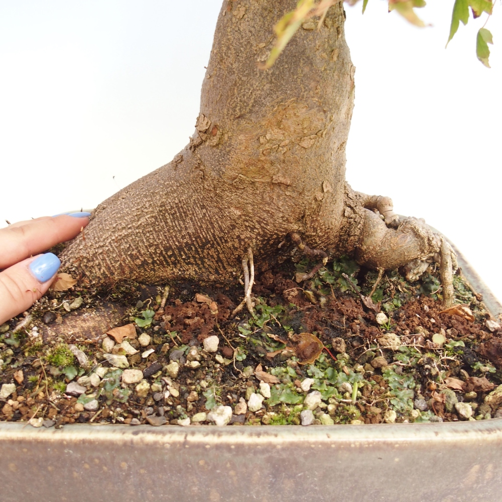Bonsai im Freien - Ahorn Buergerianum - Burger Maple