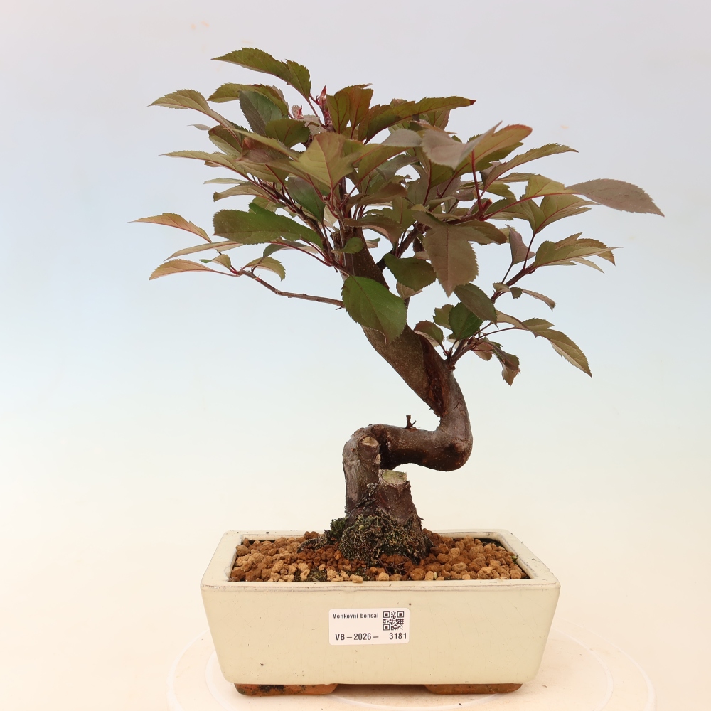 Outdoor-Bonsai -Malus domestica - Kleinfrüchtiger rotblättriger Apfelbaum