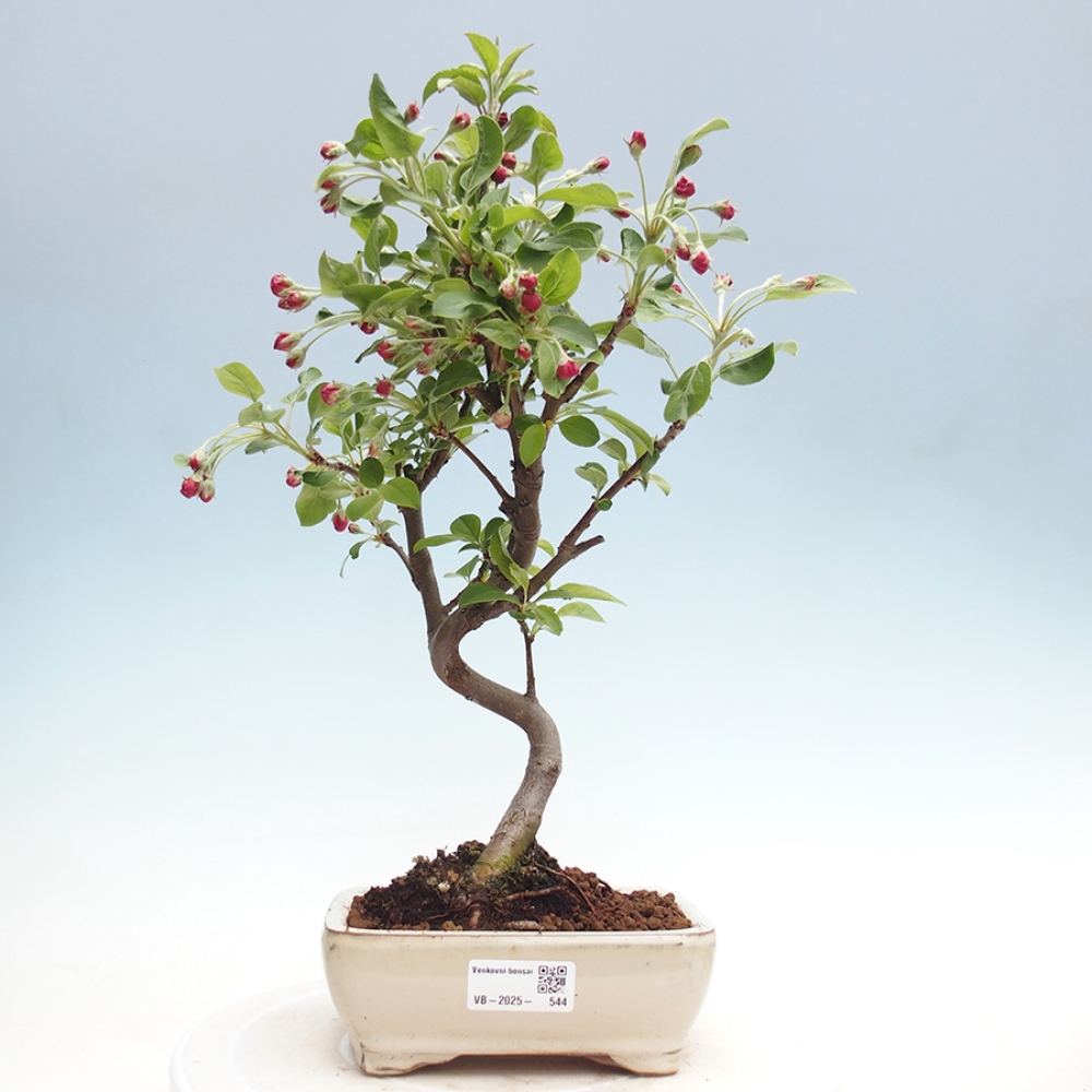 Bonsai im Freien - Malus halliana - Kleinfruchtiger Apfelbaum