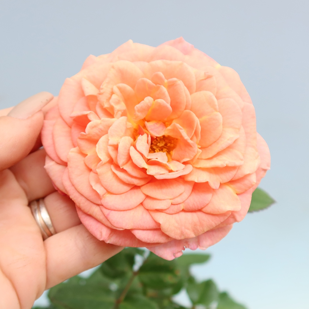 Bonsai für draußen - Rosa Kordes - Rose
