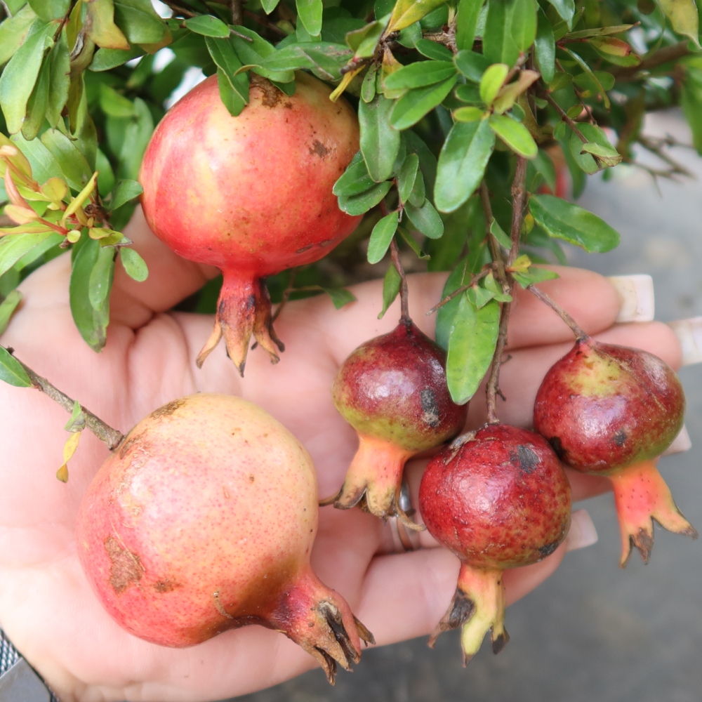 Zimmer-Bonsai-PUNICA granatum nana-Apfel-Granatapfel