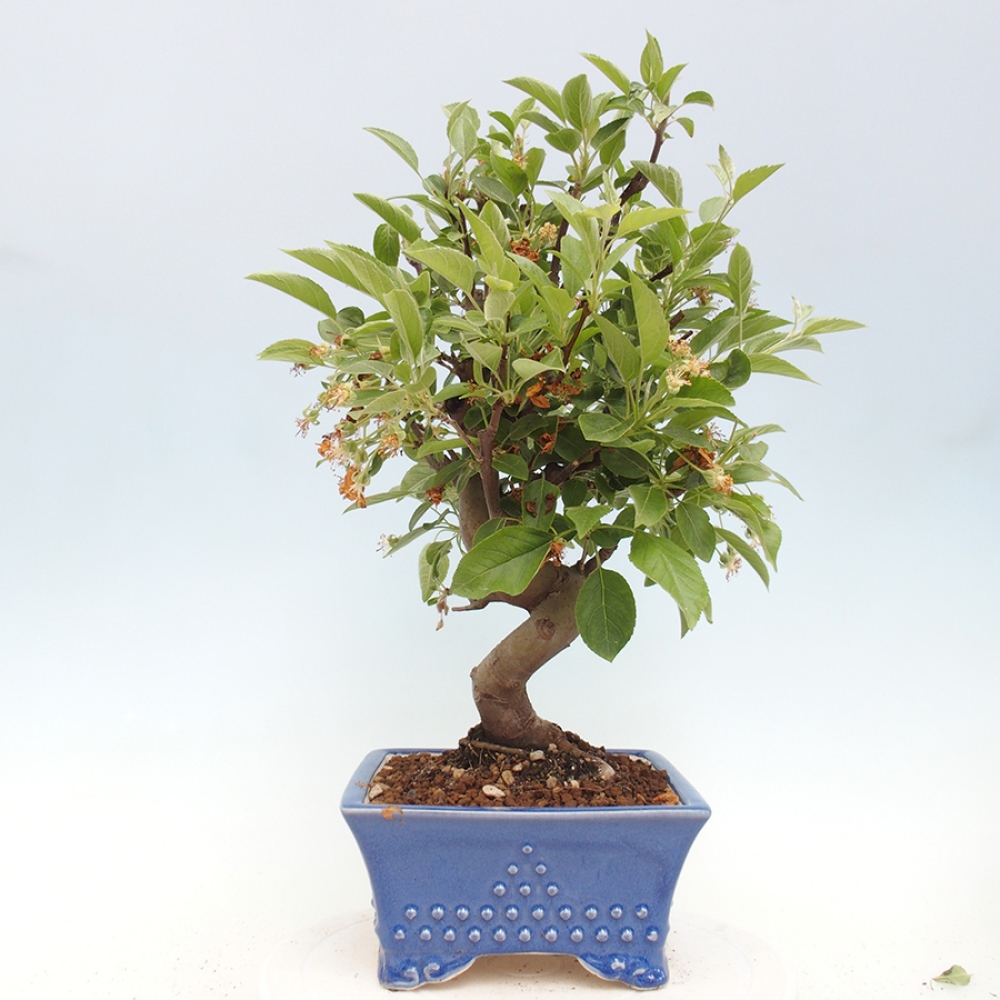 Bonsai im Freien - Malus halliana - Kleinfruchtiger Apfelbaum