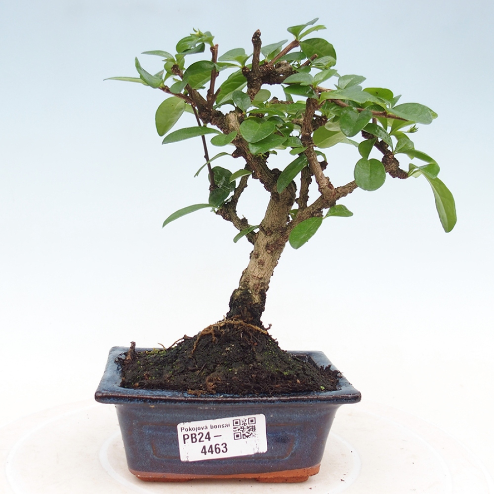 Zimmerbonsai - Carmona Macrophylla - Fuki-Tee