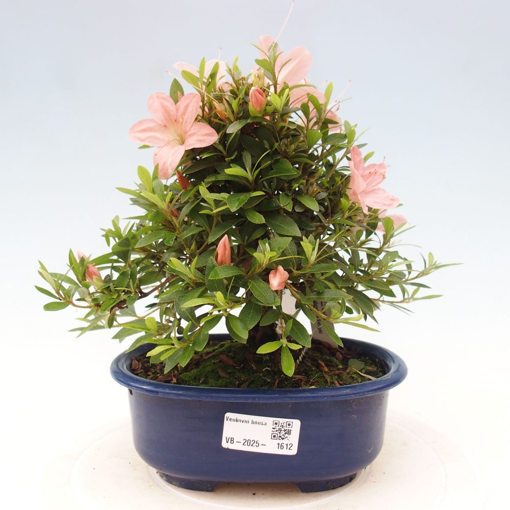 Bonsai im Freien - Japanische Azalee - Azalea Nikko