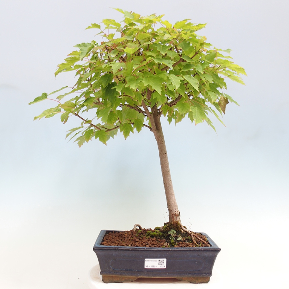 Bonsai im Freien - Acer ginala - Feuriger Ahorn