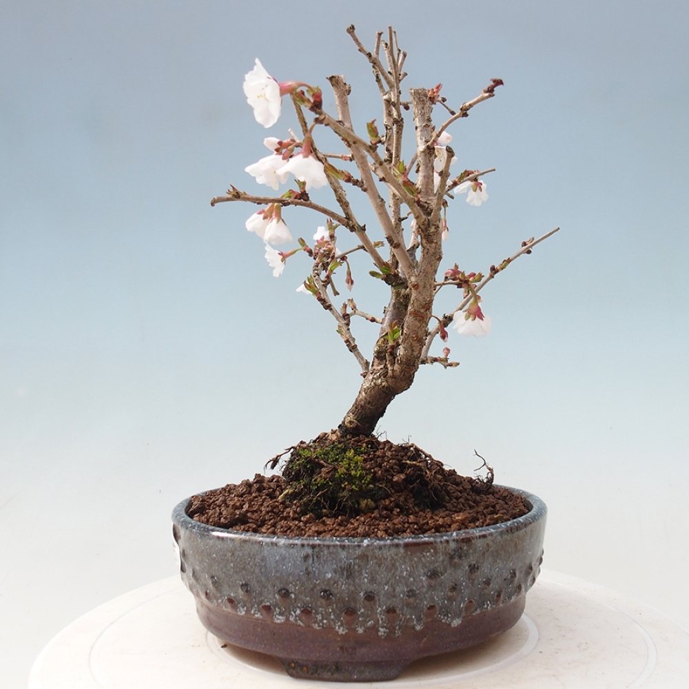 Bonsai im Freien - Prunus incisa Kojou-no mai-Pflaume geschnitten