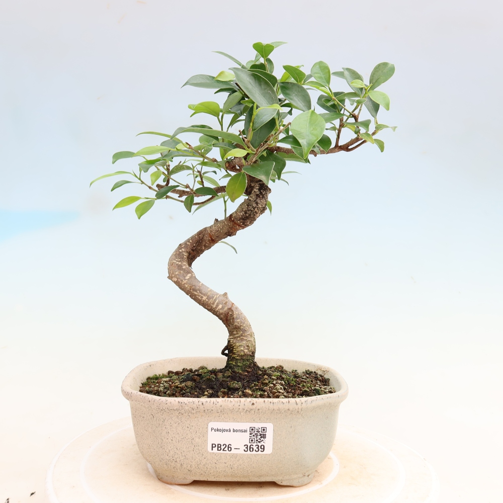 Zimmerbonsai - Ficus kimmen - Kleinblättriger Ficus