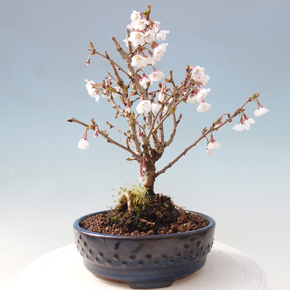 Bonsai im Freien - Prunus incisa Kojou-no mai-Pflaume geschnitten
