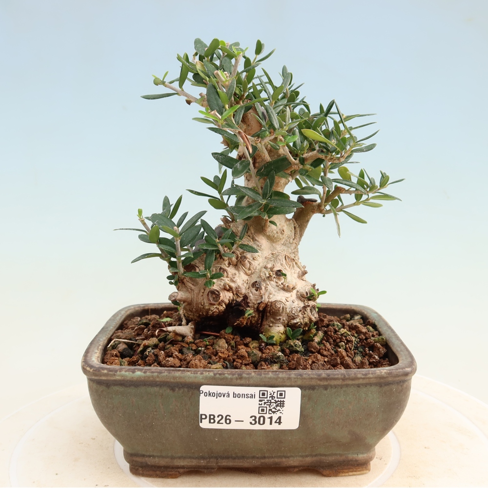 Zimmerbonsai - Olea europaea sylvestris