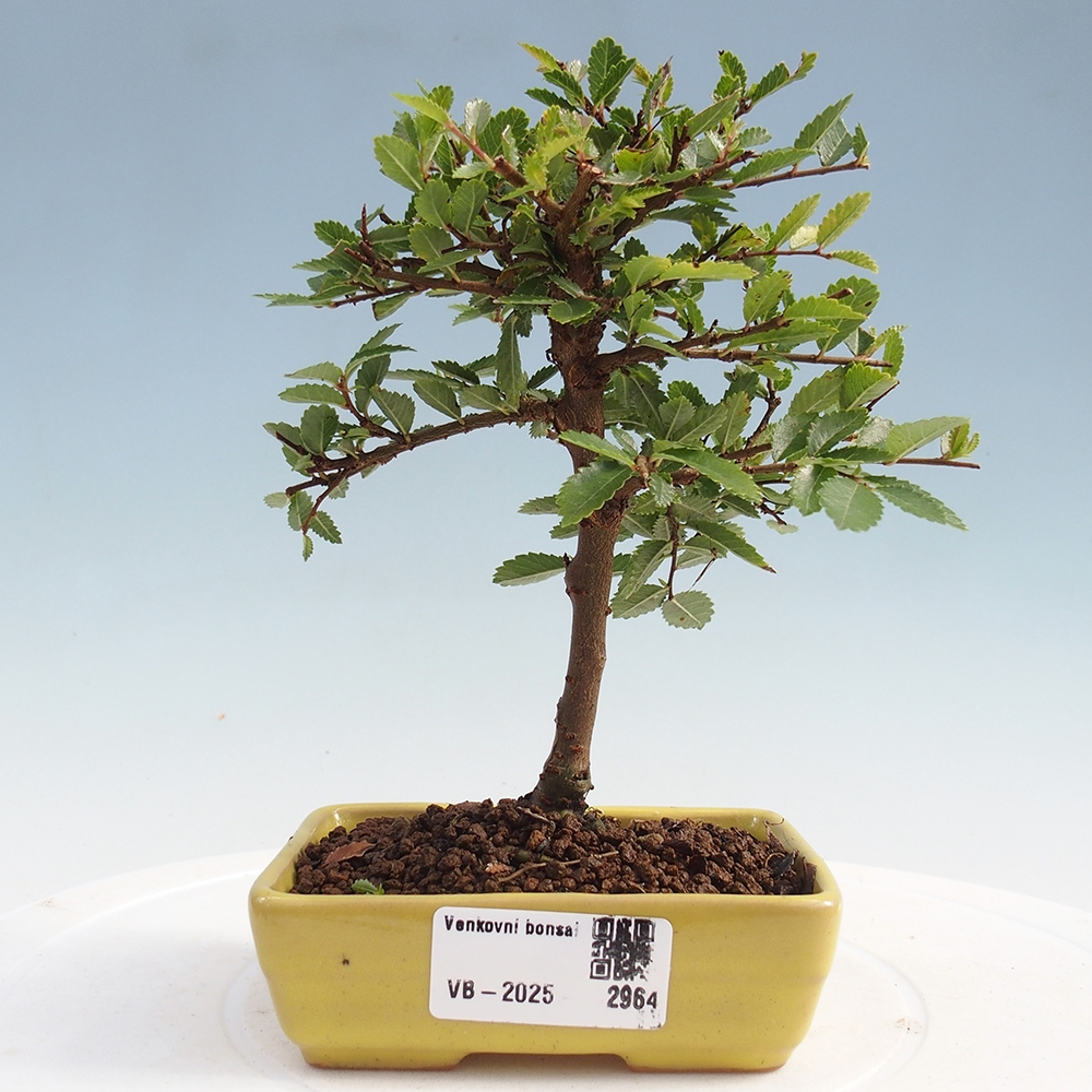 Bonsai im Freien - Ulmus parvifolia Sagei - Kleinblättrige Ulme
